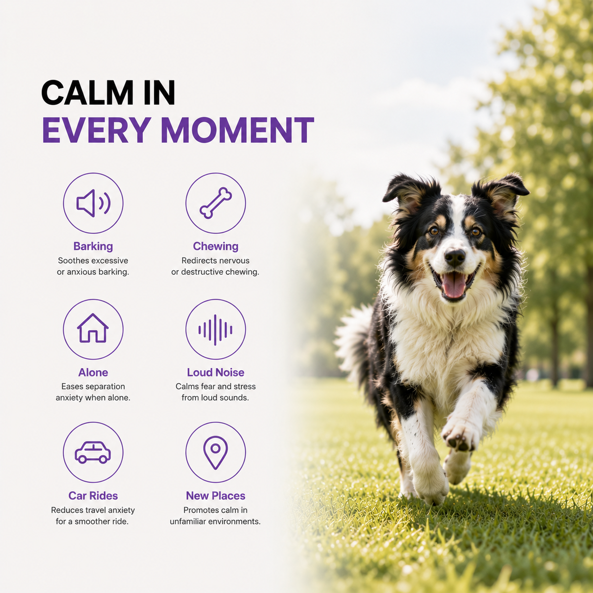 ZenCalm Dog Calming Collar